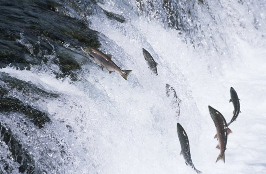 "Upstream" vs. "Downstream" Nosebleed Treatments - Nose It All™